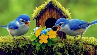 Songbirds ~ Relaxing Music & Nature Scenes for Stress Relief, Anxiety Reduction and Study ????️
