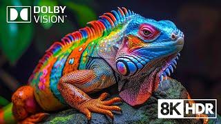 Wandering Through Nature’s Dreamscape in 8K HDR Dolby Vision™