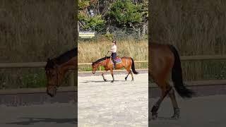 101 exercices d'équitation  #horse #cheval