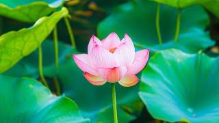 Music therapy that helps to soothe the nervous system ???? 100% anti-stress relaxing music