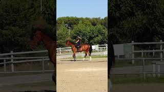 101 exercices d'équitation  #horse #cheval