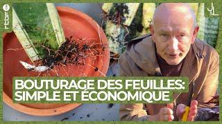 Le bouturage des feuilles : simple et économique | Jardins et Loisirs